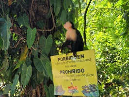 巴拿马白脸卷尾猴